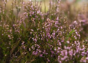 Purple pink heather flowers field close up background summer grass.